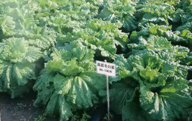 Plateau Winter Chinese Cabbage——Chinese Cabbage Plateau Winter Chinese Cabbage——Chinese Cabbage